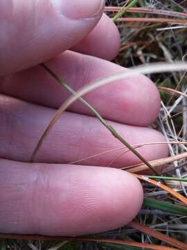 Image of White Screwstem