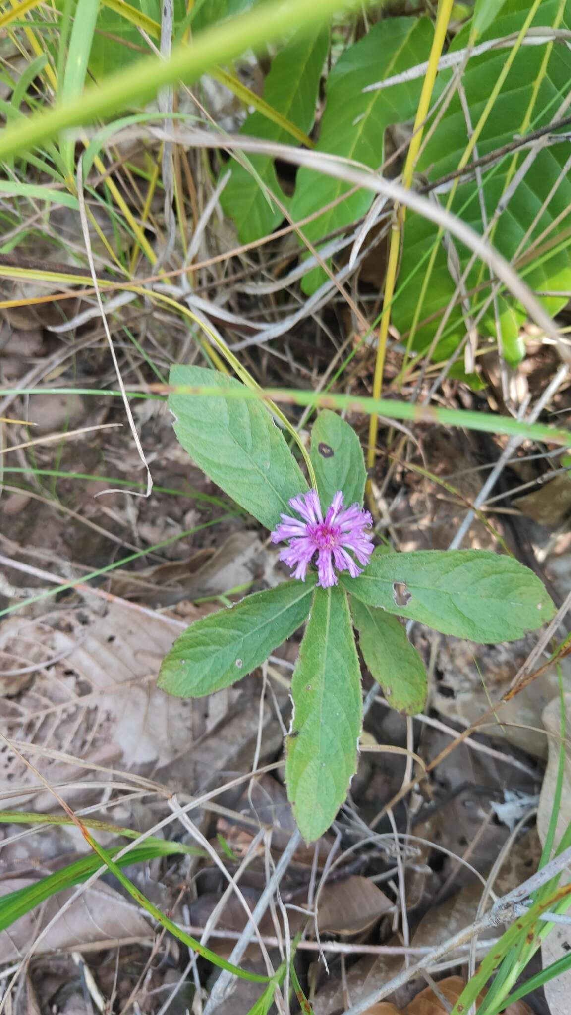 Plancia ëd Acilepis squarrosa D. Don