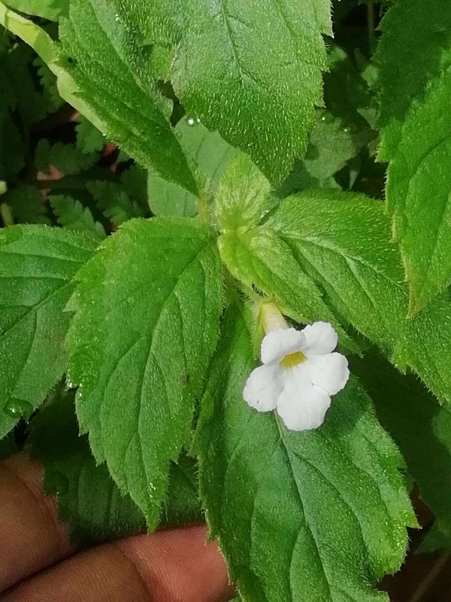 Image of Achimenes occidentalis C. V. Morton