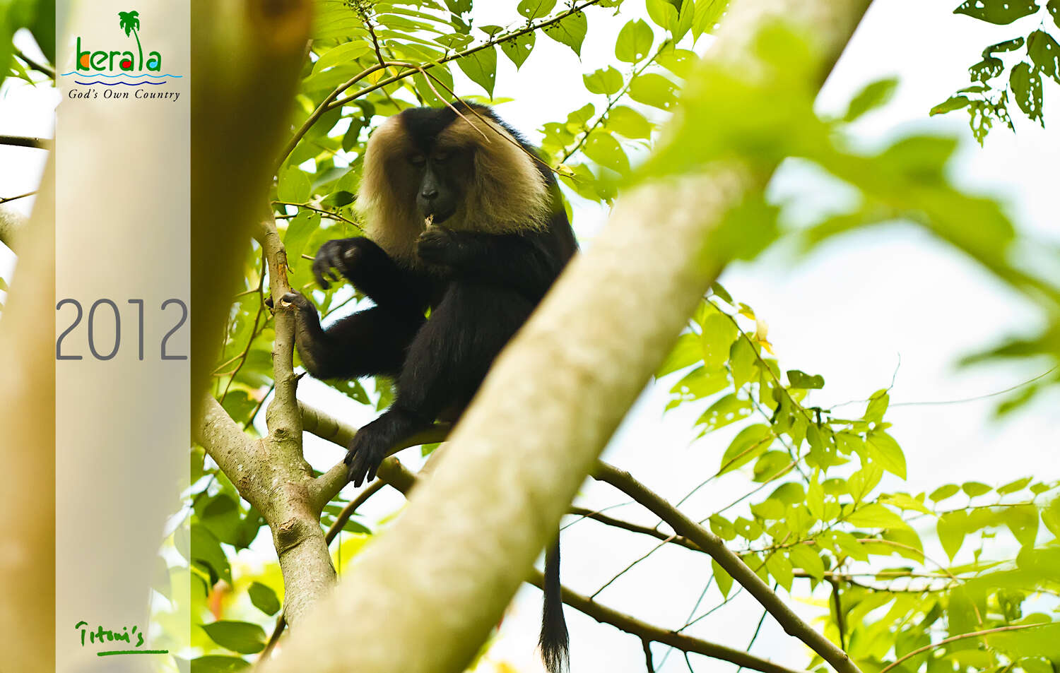 Image of Lion-tailed Macaque