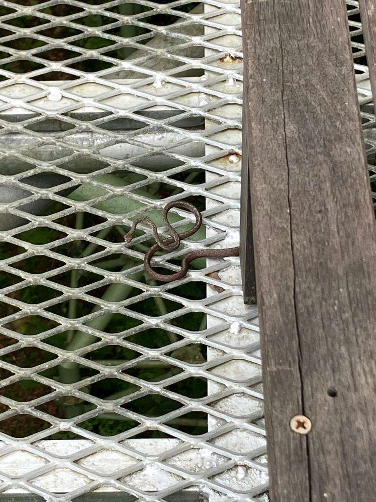 Image of Brown Whip Snake