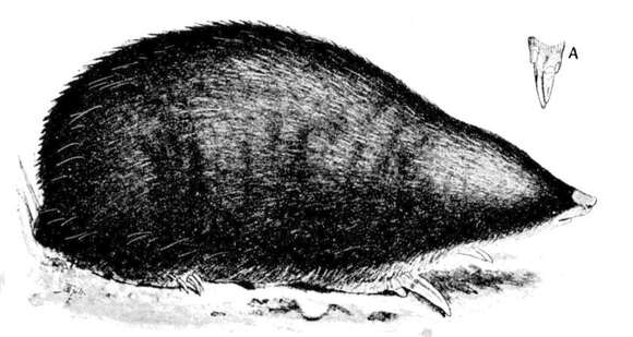 Image of giant golden mole