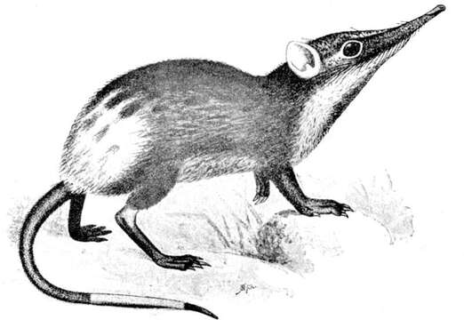 Image of Golden-rumped Elephant Shrew