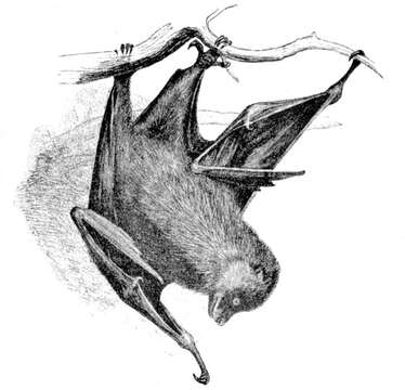 Image of Gray-headed Flying Fox