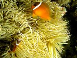 Image of Sebae Anemone