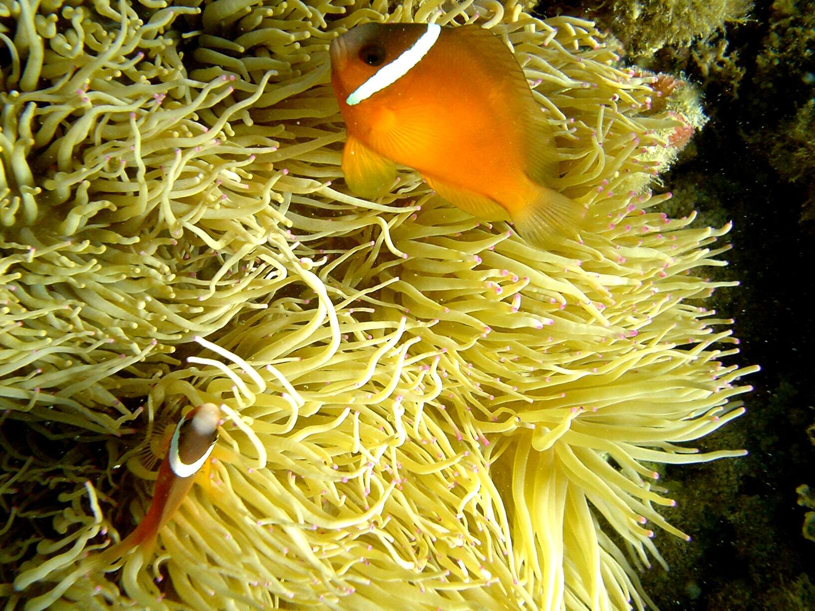 Image of Sebae Anemone