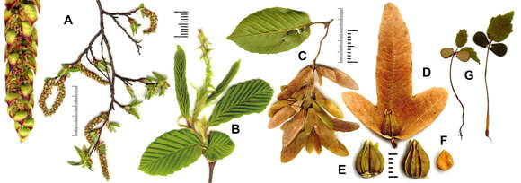 Image of European hornbeam