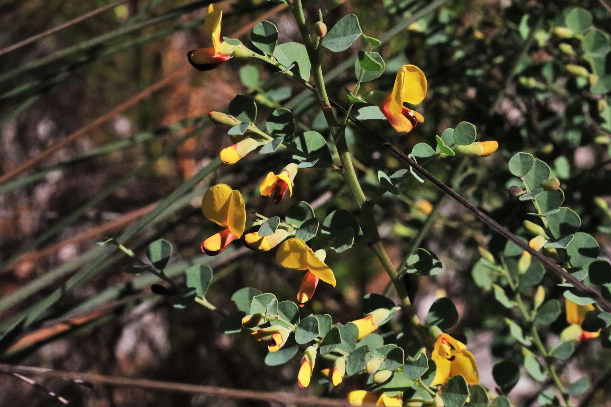 Plancia ëd Bossiaea rhombifolia DC.