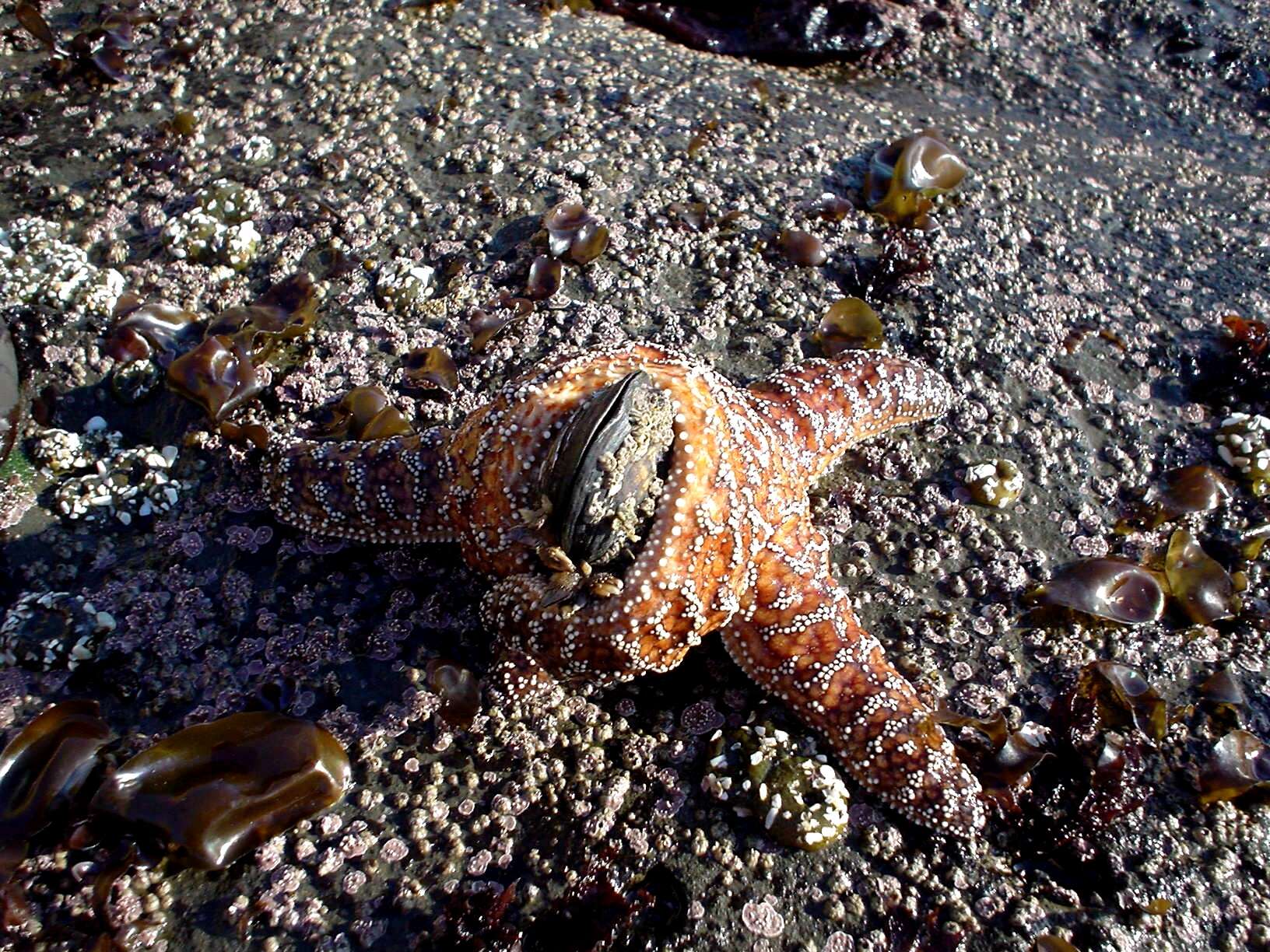 Image of ochre sea star