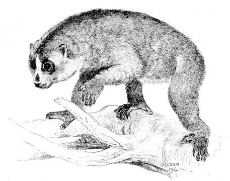 Image of lorises and pottos