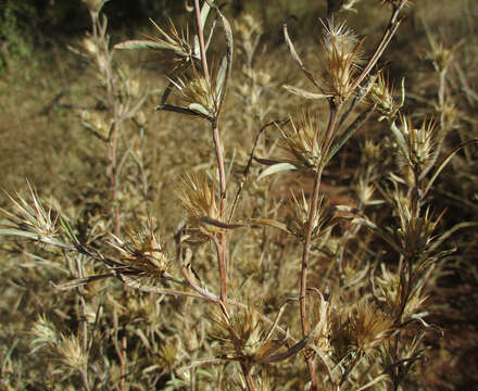 Image of Dicoma tomentosa Cass.