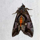 Image of Eudocima phalonia (Linnaeus 1763)