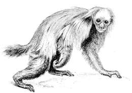 Image of Uakari