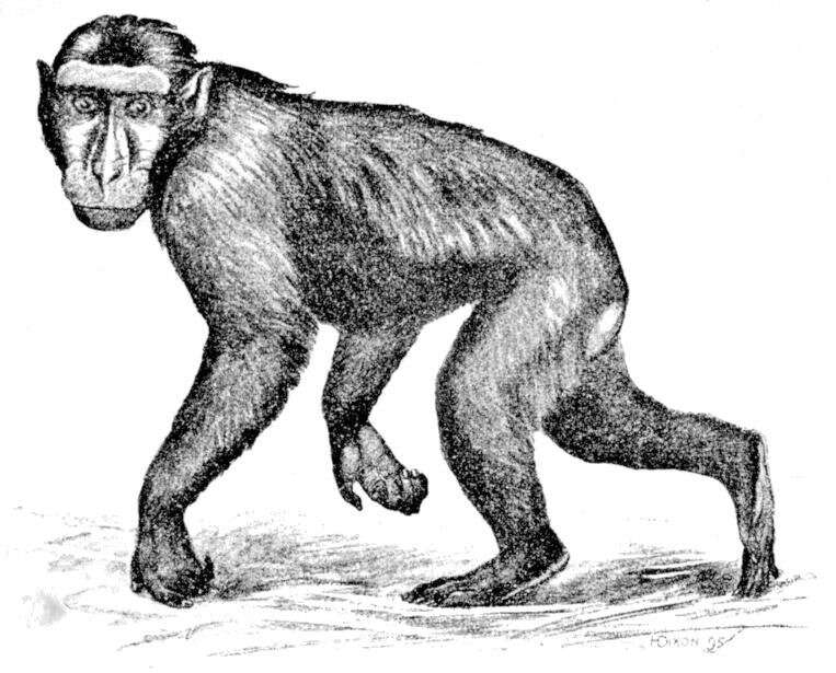 Image of Celebes crested macaque