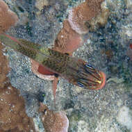 Image of Norfolk cardinalfish