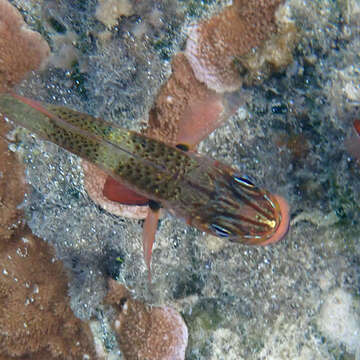 Image of Norfolk cardinalfish