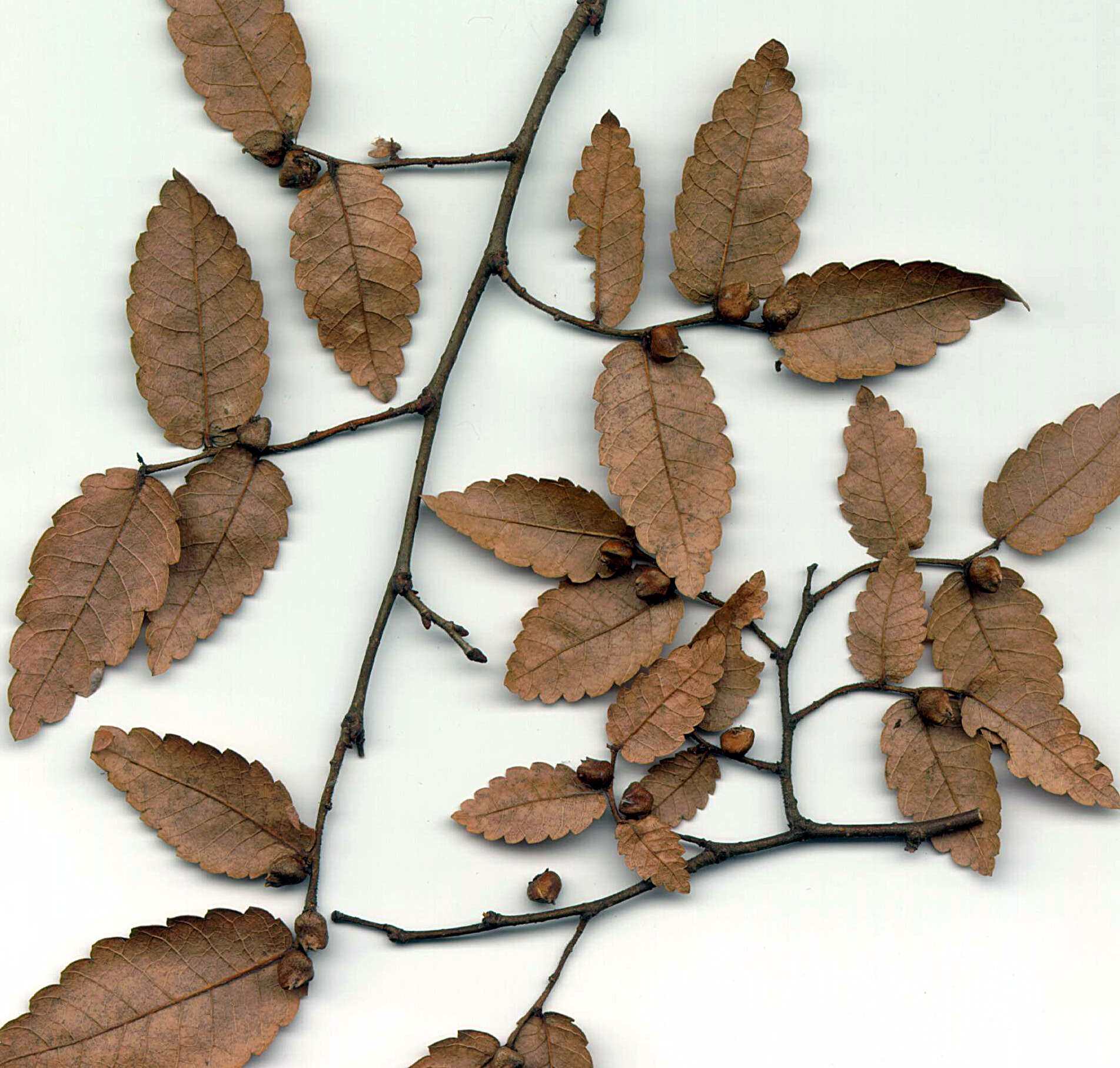 Image de Zelkova carpinifolia (Pall.) C. Koch