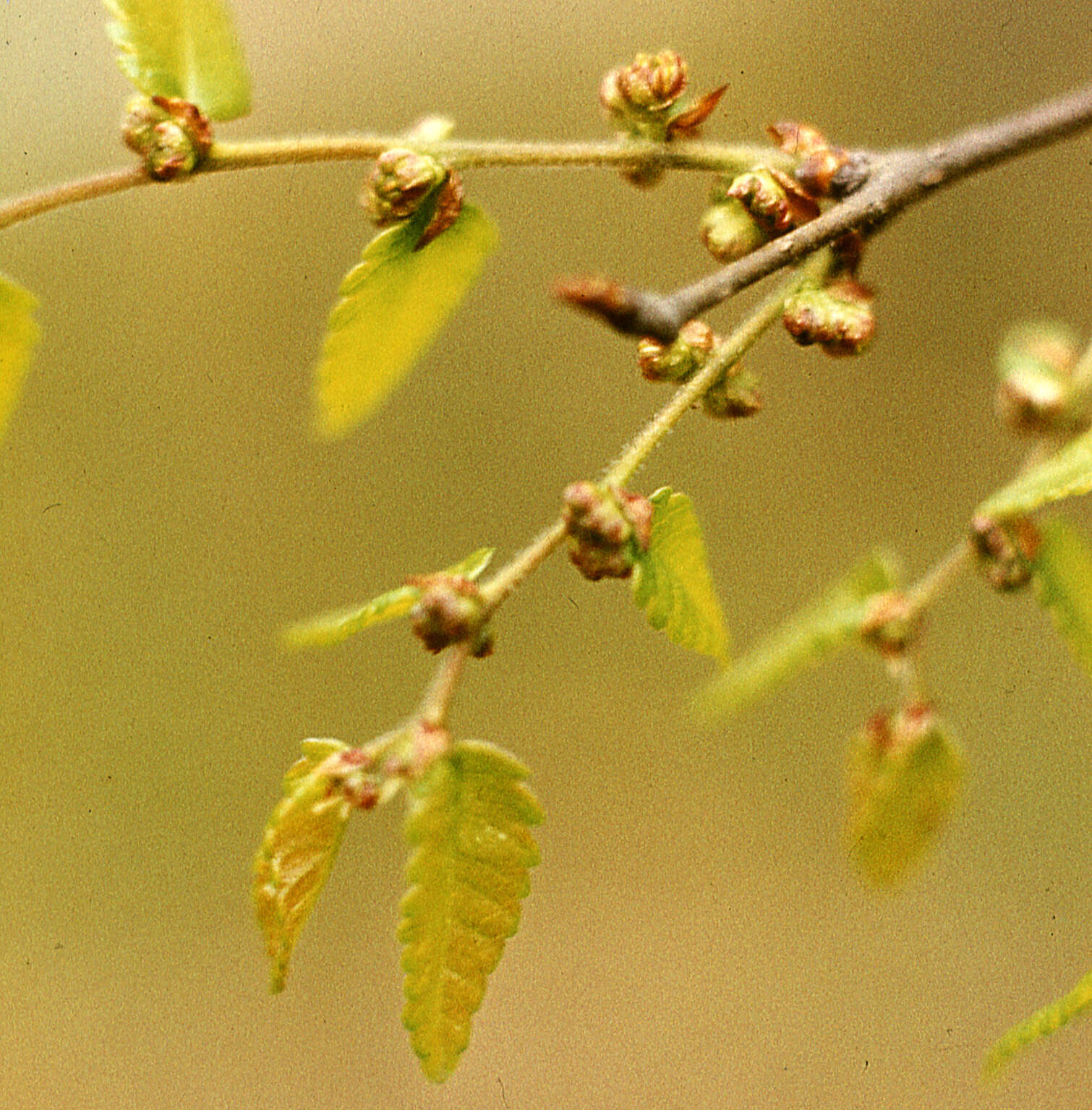 Image de Zelkova carpinifolia (Pall.) C. Koch