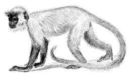 Слика од Semnopithecus entellus (Dufresne 1797)