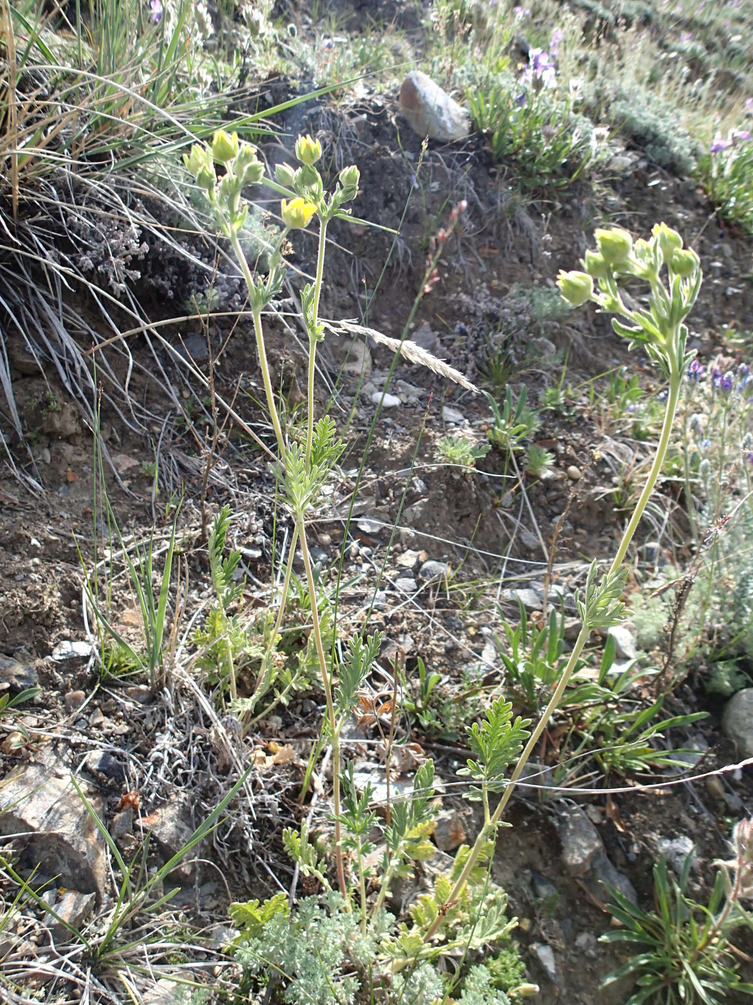 Image of Pennsylvania cinquefoil