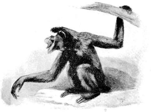 Image of Hoolock Gibbon