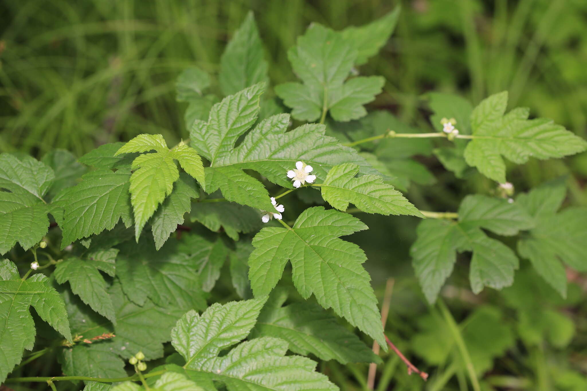 Слика од Rubus crataegifolius Bunge