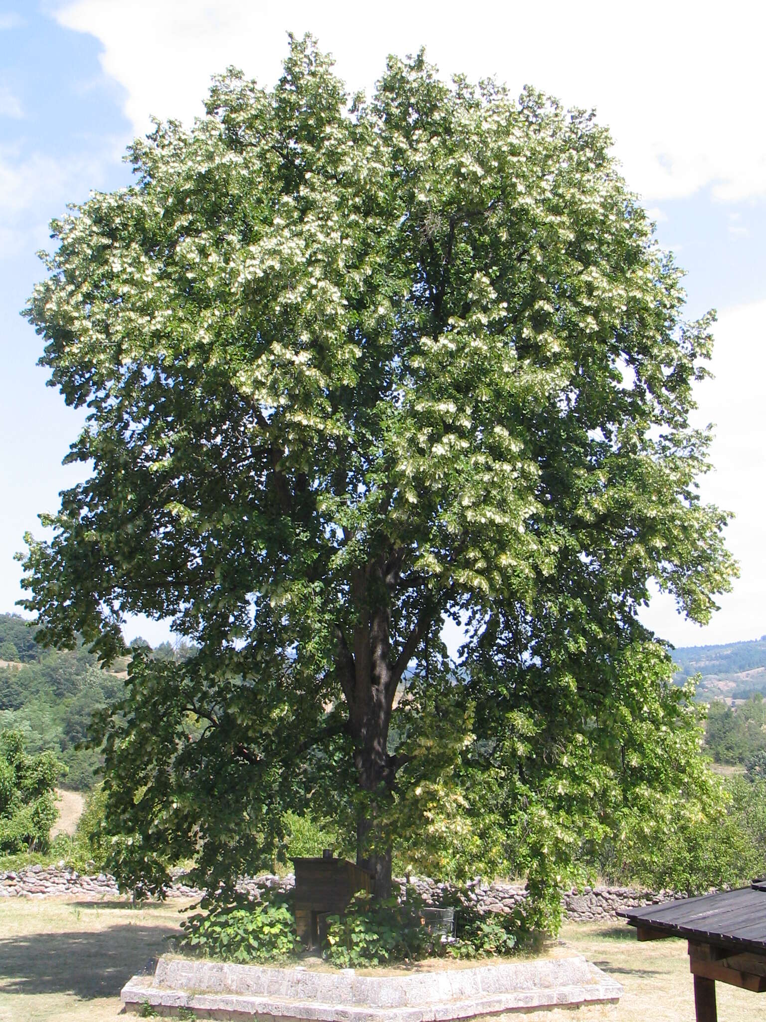 Image of Silver Lime