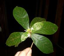 Image of Duroia costaricensis Standl.