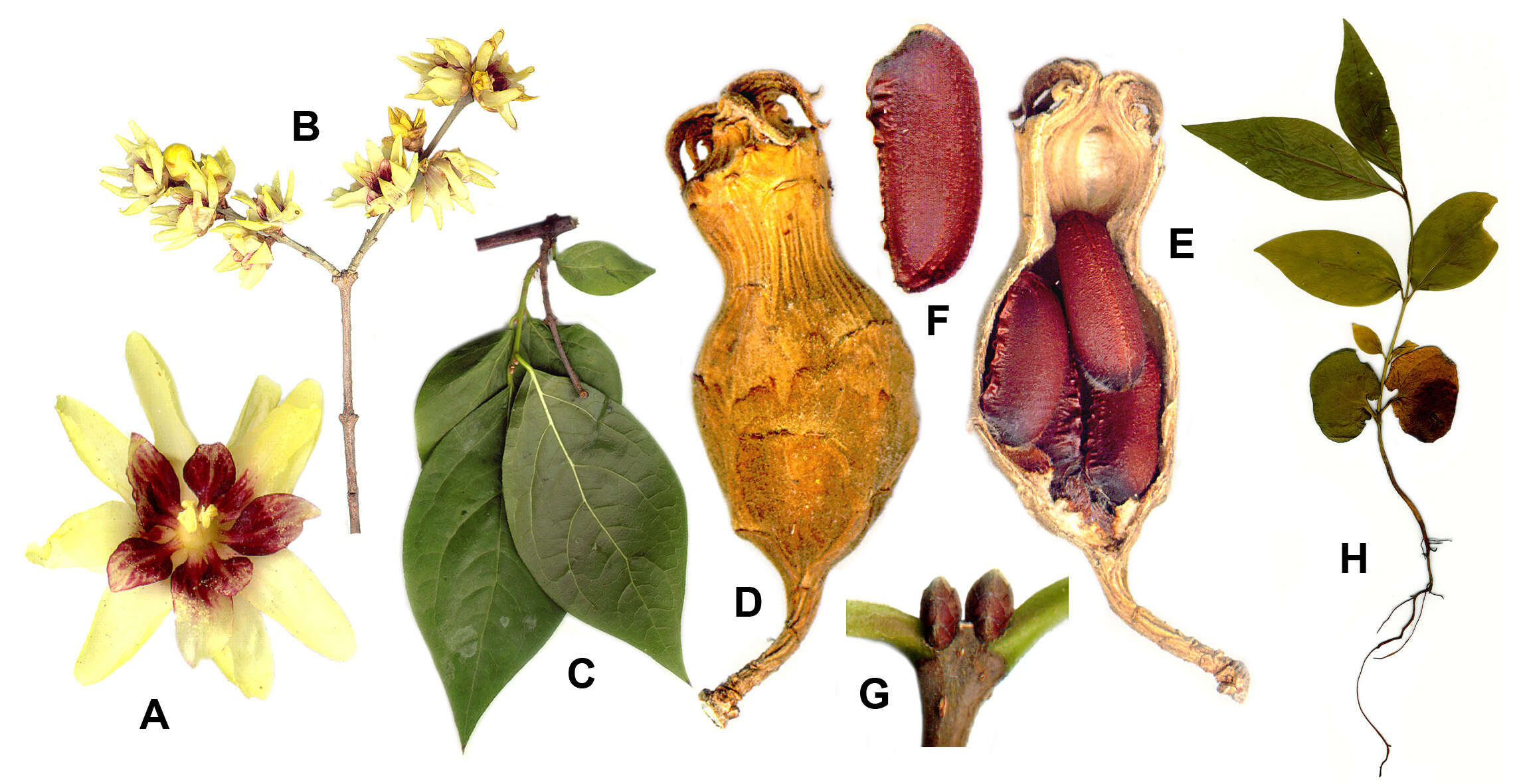 Image de Chimonanthus praecox (L.) Link