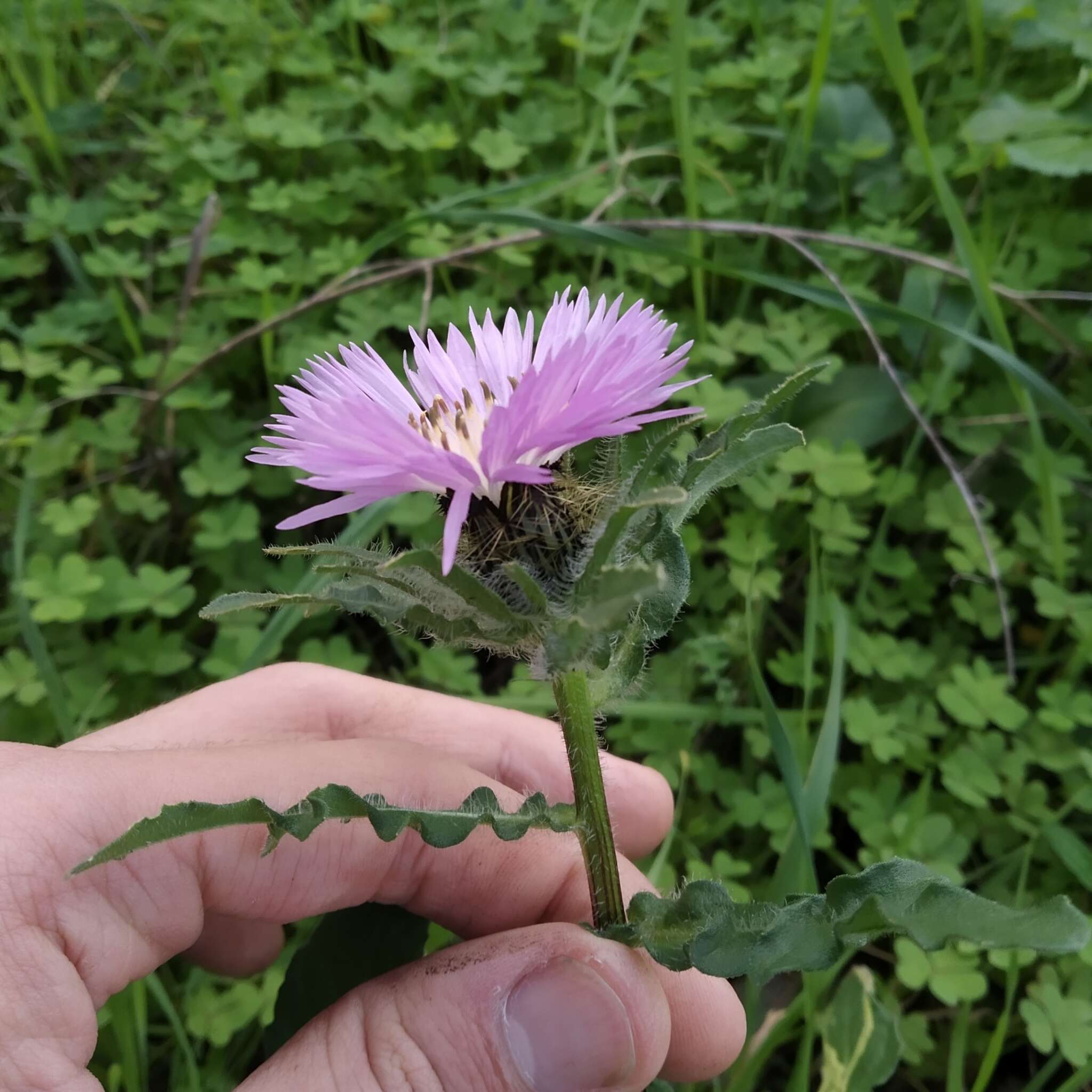 Image de Centaurea pullata L.