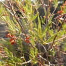 Image of Cistus libanotis L.