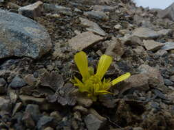 Image de Ranunculus crithmifolius Hook. fil.