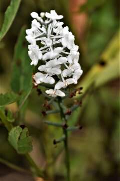 Image of Snowy orchid