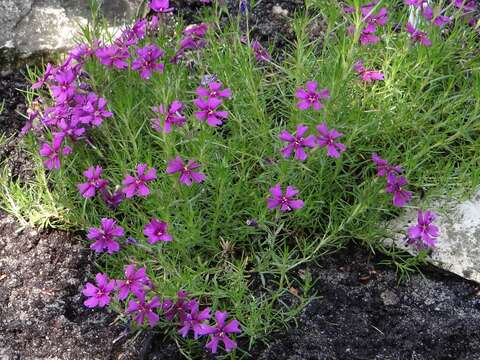 Image of hairy phlox