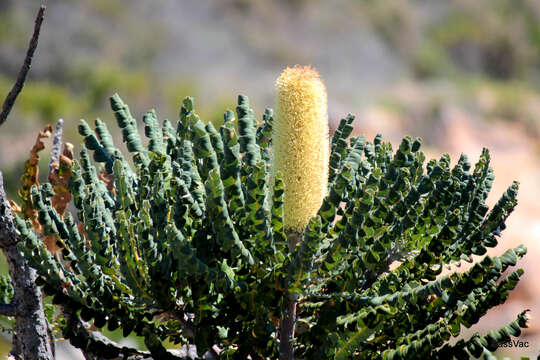 Image of Bull Banksia