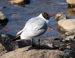 Image of Black-headed Gull