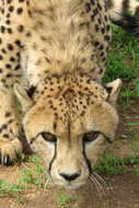 Image of Namibian cheetah