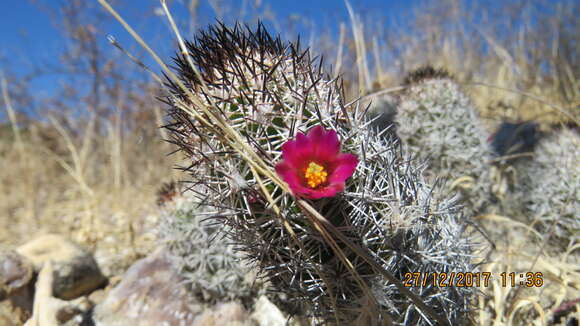 Image of Mammillaria sphacelata subsp. sphacelata