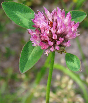 Image of clover