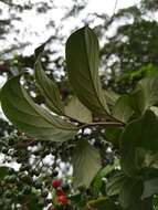 Image of Cordia eriostigma Pittier