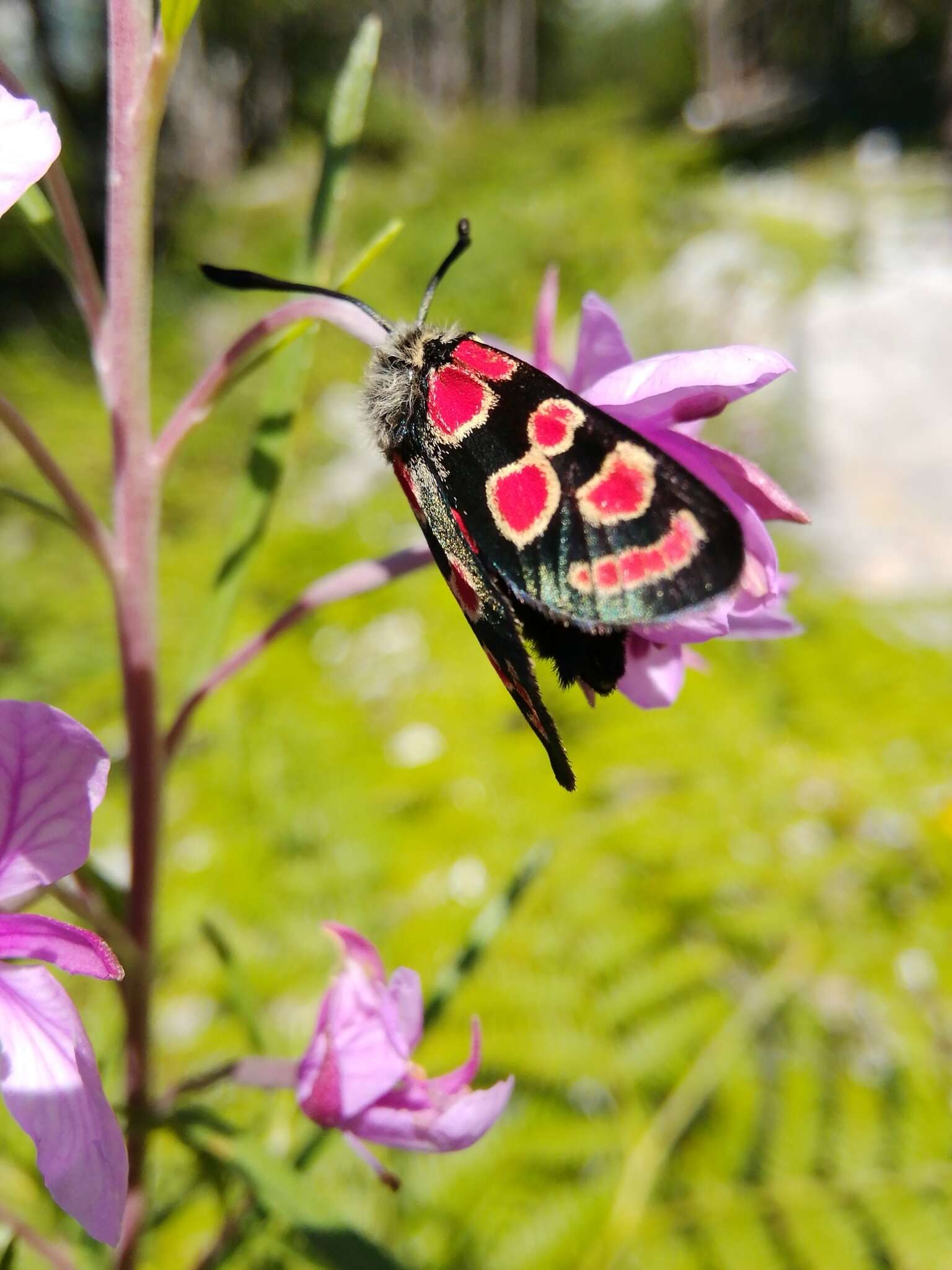 Image of Zygaena carniolica Scopoli 1763