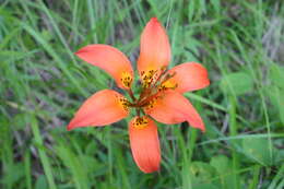 Lilium philadelphicum L. resmi