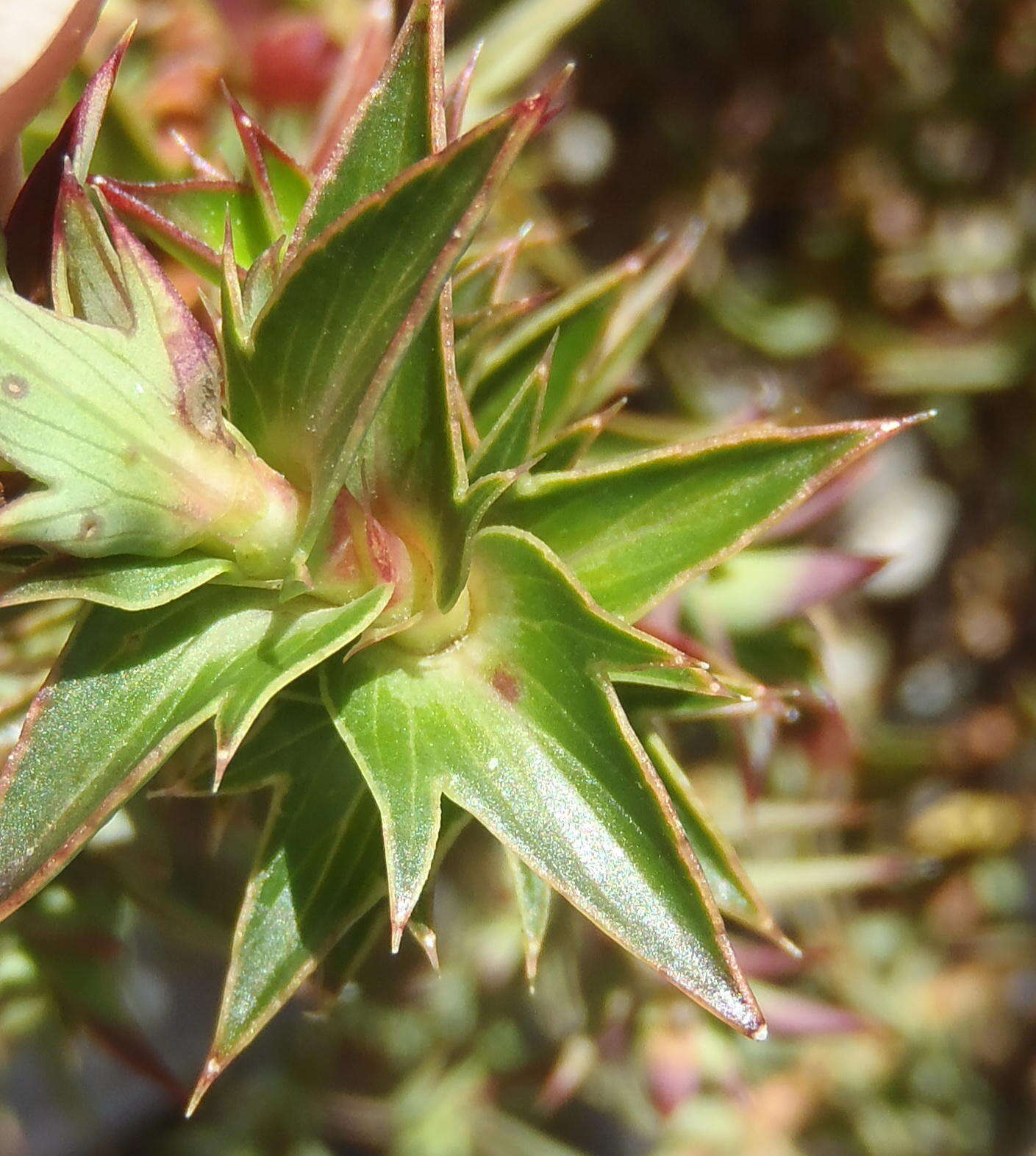 Слика од Cliffortia ilicifolia var. cordifolia (Lam.) Harv.