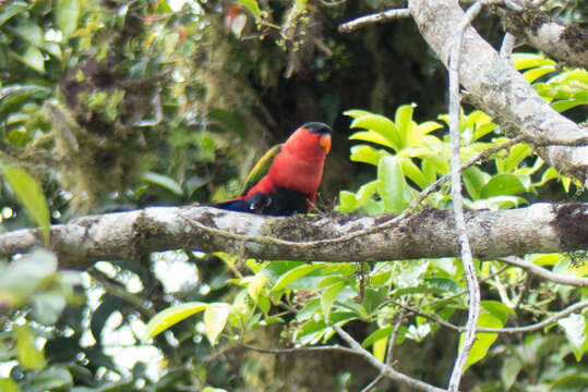 Слика од Lorius lory (Linnaeus 1758)