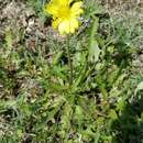 Image of tuberous desert-chicory