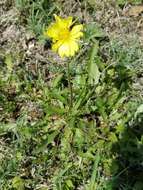 Image de Pyrrhopappus grandiflorus (Nutt.) Nutt.