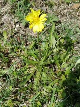 Image of tuberous desert-chicory