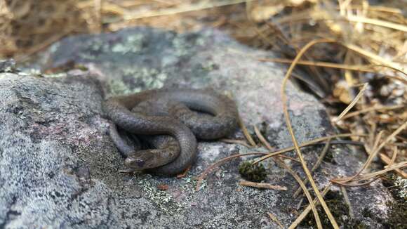 Image of Mexican Brown Snake