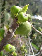 Plancia ëd Ficus carica L.