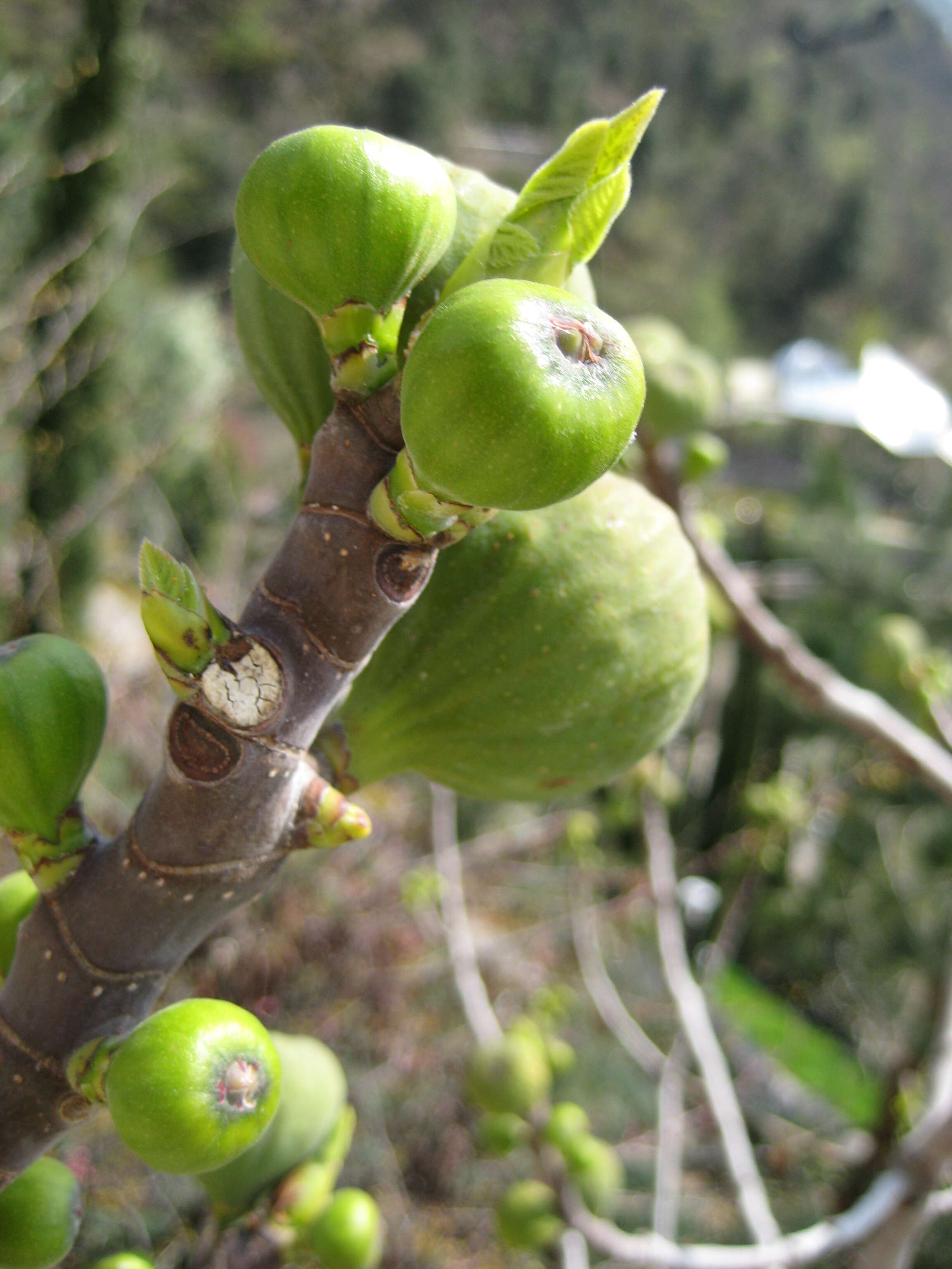 Plancia ëd Ficus carica L.